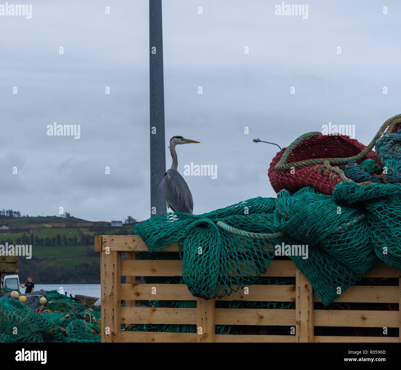 Union Hall, West Cork, Irlande, le 2 novembre 2018. Un jour gris humide pour correspondre à l'Ardea cinerea Héron gris autour des chaluts à Union Hall Quay pour poissons scraps. Des températures allant jusqu'à 10 degrés Celsius avec de fortes pluies par endroits. Credit : aphperspective/Alamy Live News Banque D'Images