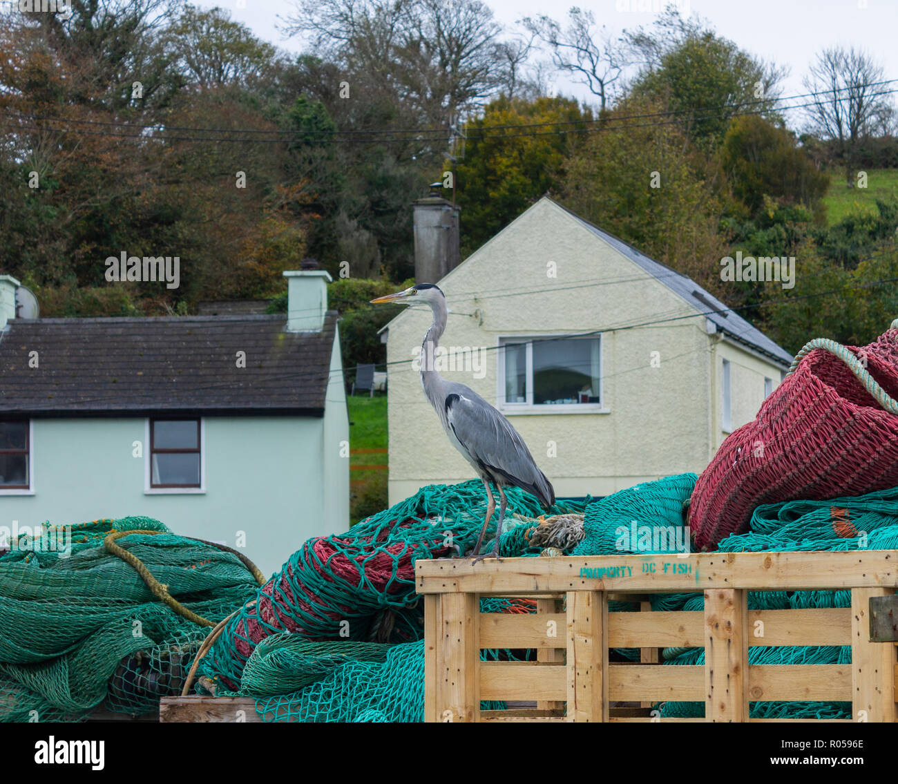 Union Hall, West Cork, Irlande, le 2 novembre 2018. Un jour gris humide pour correspondre à l'Ardea cinerea Héron gris autour des chaluts à Union Hall Quay pour poissons scraps. Des températures allant jusqu'à 10 degrés Celsius avec de fortes pluies par endroits. Credit : aphperspective/Alamy Live News Banque D'Images