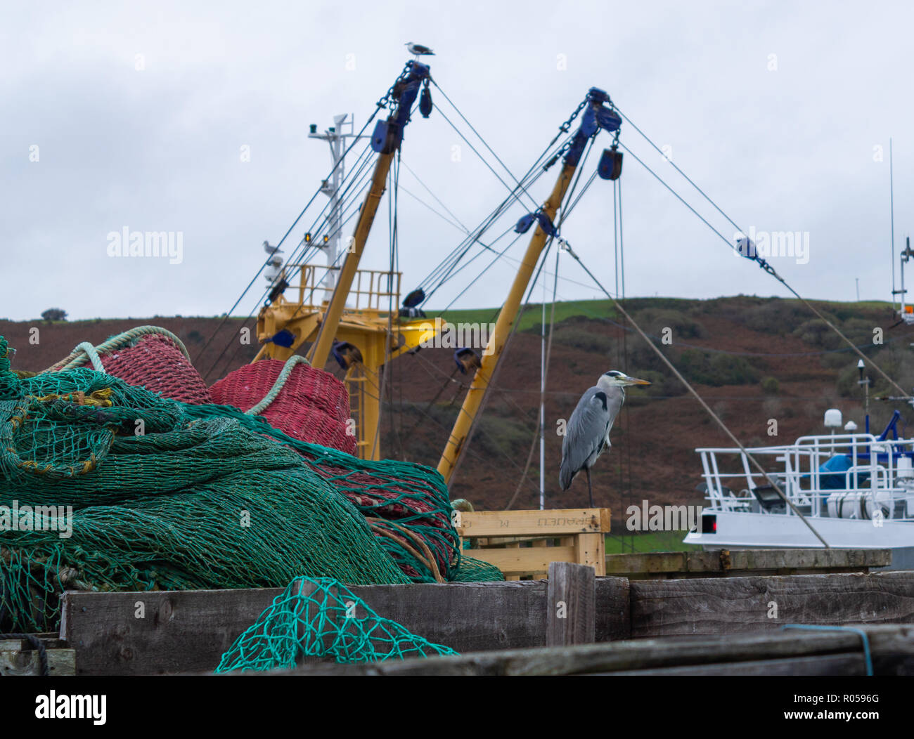 Union Hall, West Cork, Irlande, le 2 novembre 2018. Un jour gris humide pour correspondre à l'Ardea cinerea Héron gris autour des chaluts à Union Hall Quay pour poissons scraps. Des températures allant jusqu'à 10 degrés Celsius avec de fortes pluies par endroits. Credit : aphperspective/Alamy Live News Banque D'Images