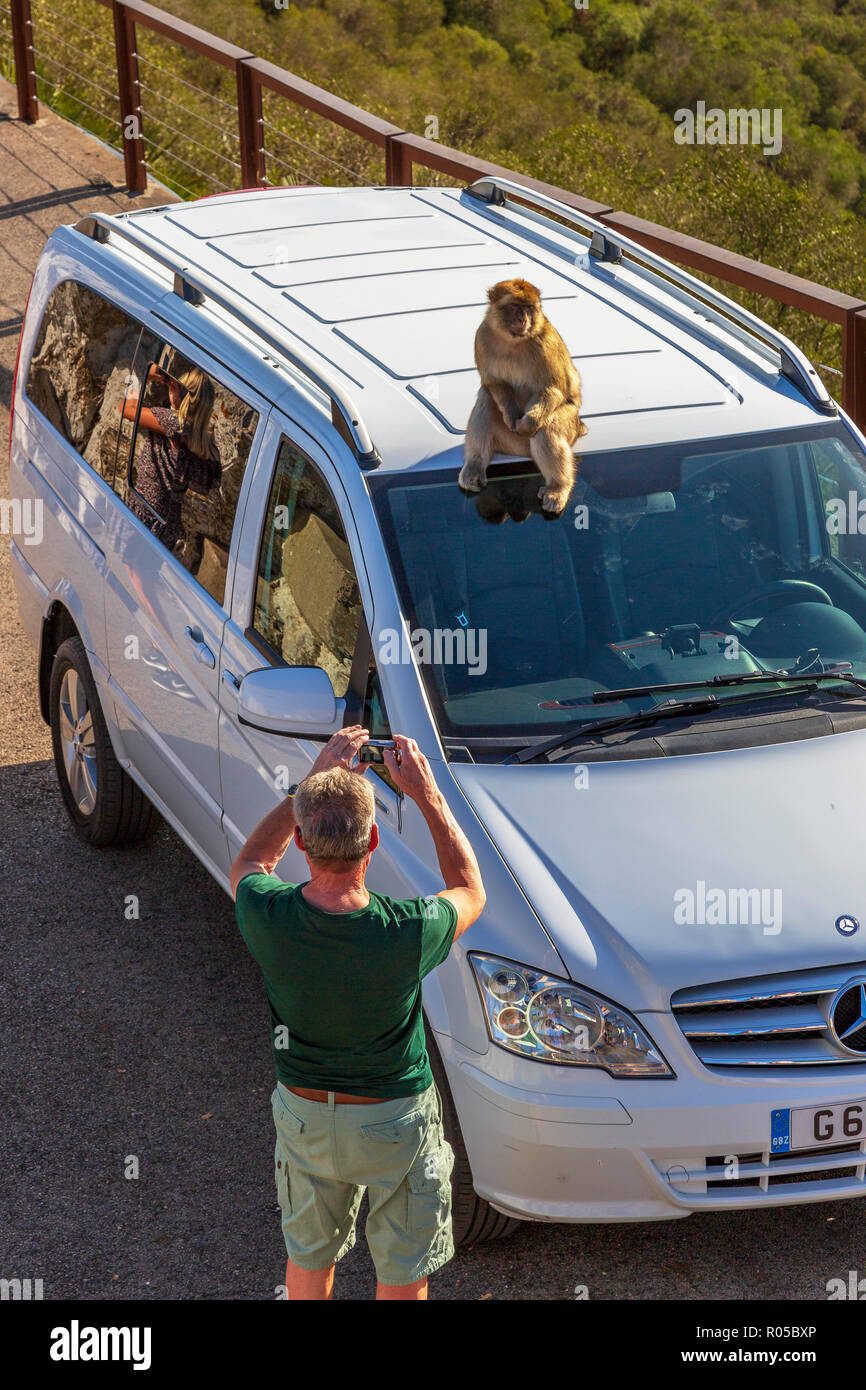 Macaque de barbarie assis sur le toit d'un taxi local, Signal Hill, Rock of Gibraltar, territoire britannique d'outre-mer Banque D'Images