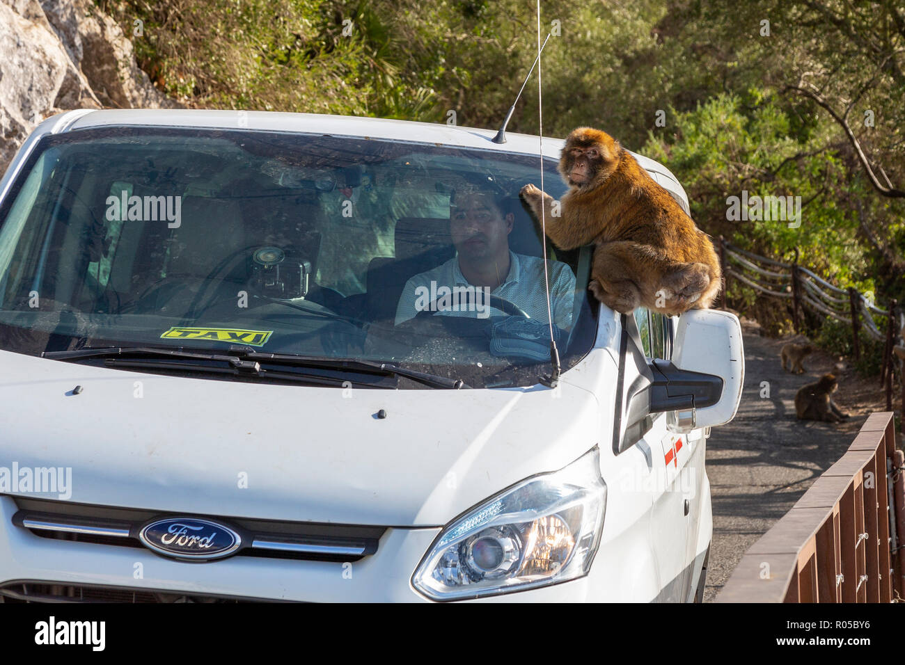 Macaque de barbarie assis sur le toit d'un taxi local, Signal Hill, Rock of Gibraltar, territoire britannique d'outre-mer Banque D'Images