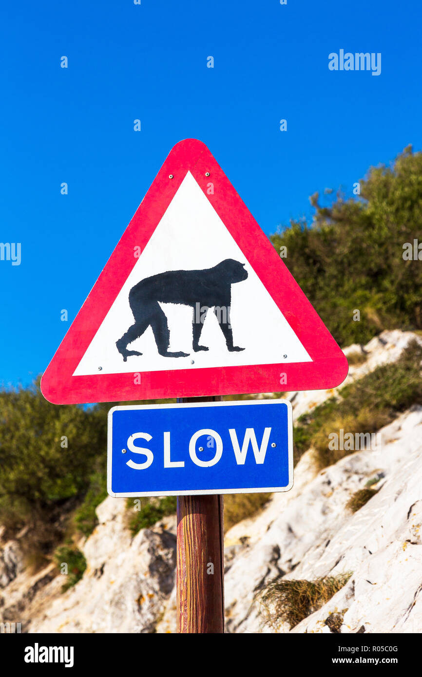 Signe de la circulation sur le rocher de Gibraltar les conducteurs d'avertissement de singes macaques sur la route. Rocher de Gibraltar, Gibraltar, territoire britannique d'outre-mer Banque D'Images