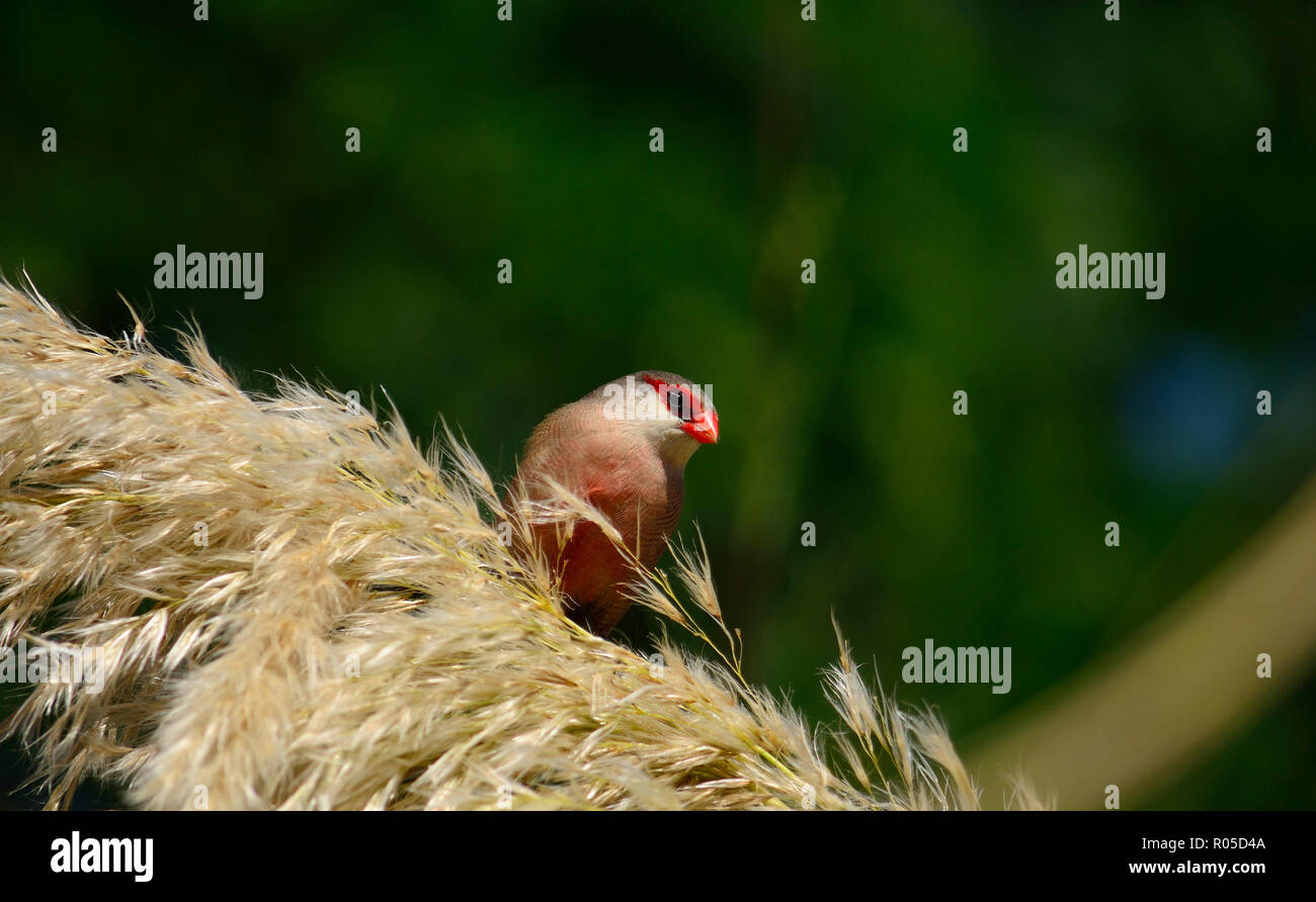 Estrilda Astrild Bec Rouge Oiseau De Sur Les Fleurs De L