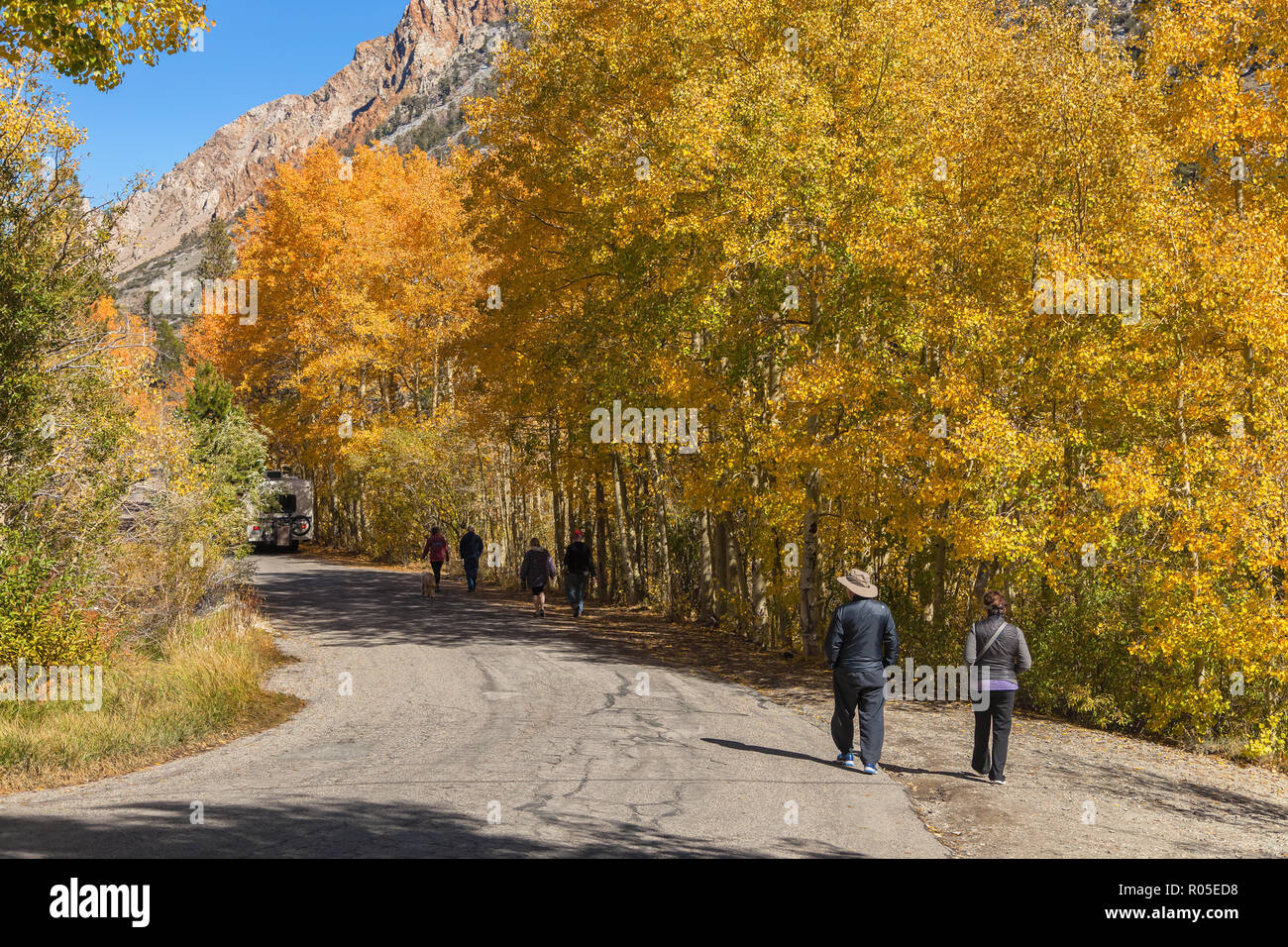 Les visiteurs marchent le long de la route par le lac Sabrina, Bishop, California, USA, pour profiter de l'automne feuillage pic de trembles. Banque D'Images