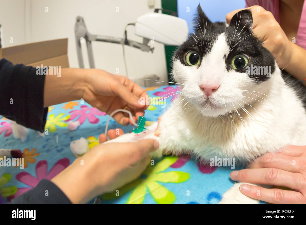 A Partir D Une Veine Prise Veterinaire Cat Paw Pour La Transfusion Sanguine Avec Canule D Injection De L Aiguille Dans La Fep Studio L Injection Intraveineuse De Feline Patient Concept De Soins De Sante Veterinaire