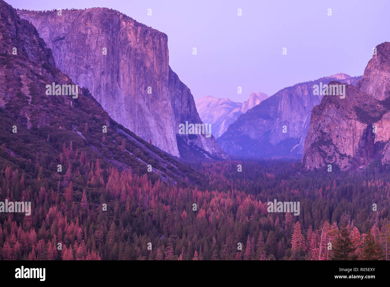 Vue de tunnel donnent sur le coucher du soleil Magenta dans le Parc National Yosemite. Close up sur le populaire El Capitan et Half Dome au cours d'un violet rose coucher du soleil de la Californie, aux États-Unis. Banque D'Images