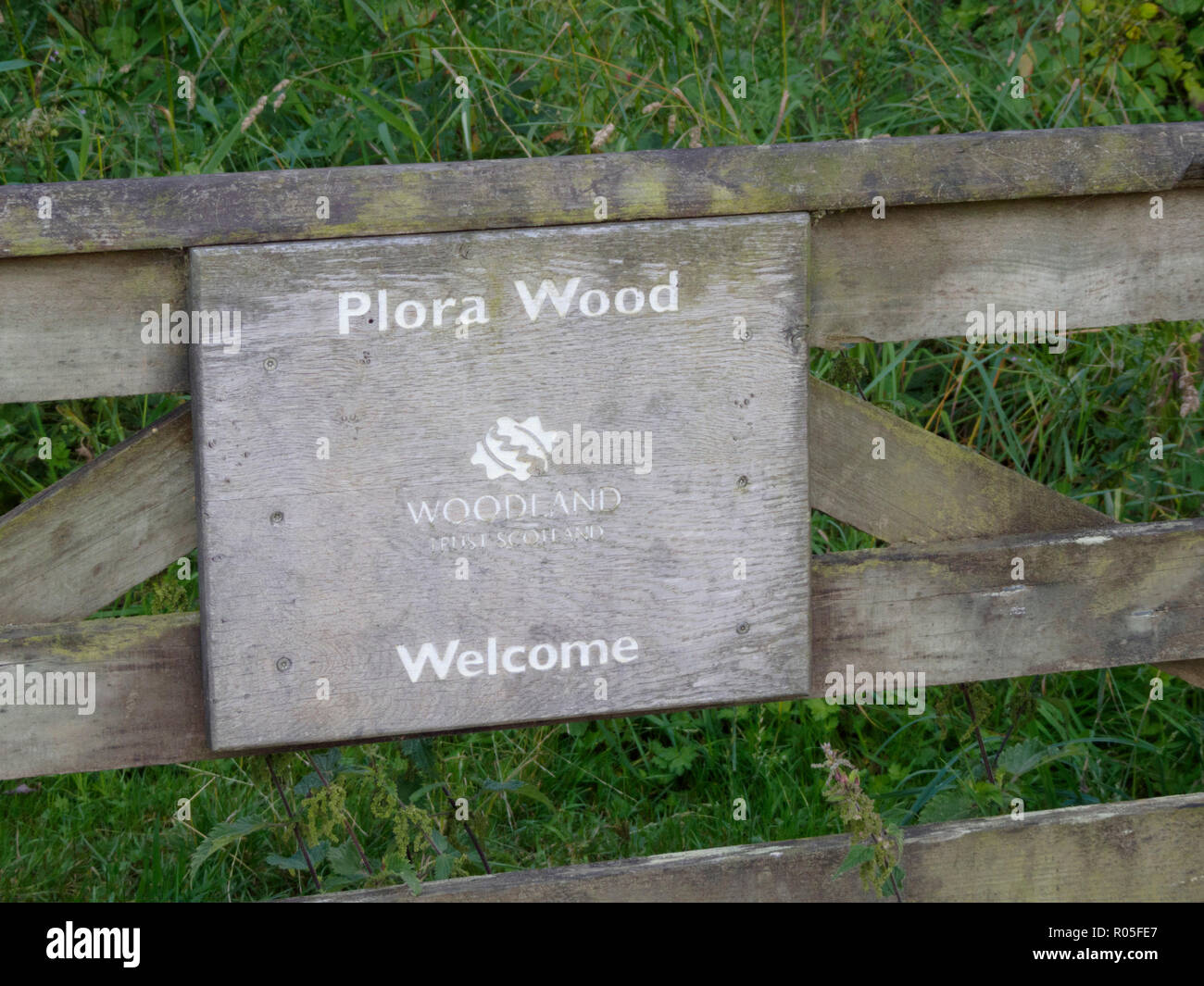 Plora, bois ( Woodland Trust Ecosse ), Traquair Forêt, Tweed Valley, Borders, Scotland, UK Banque D'Images