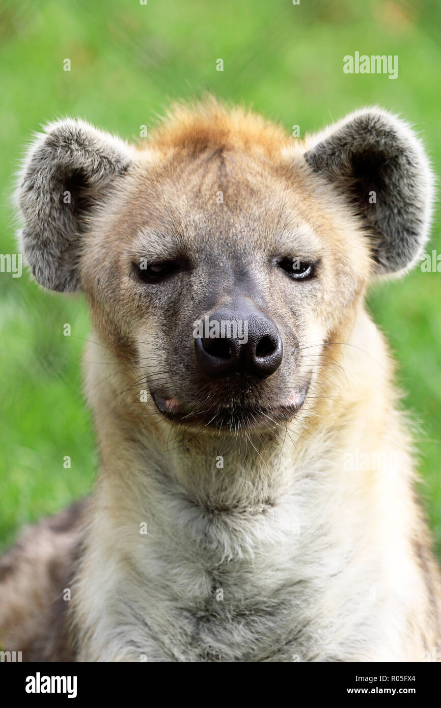 L'hyène tachetée, Crocuta crocuta Banque D'Images