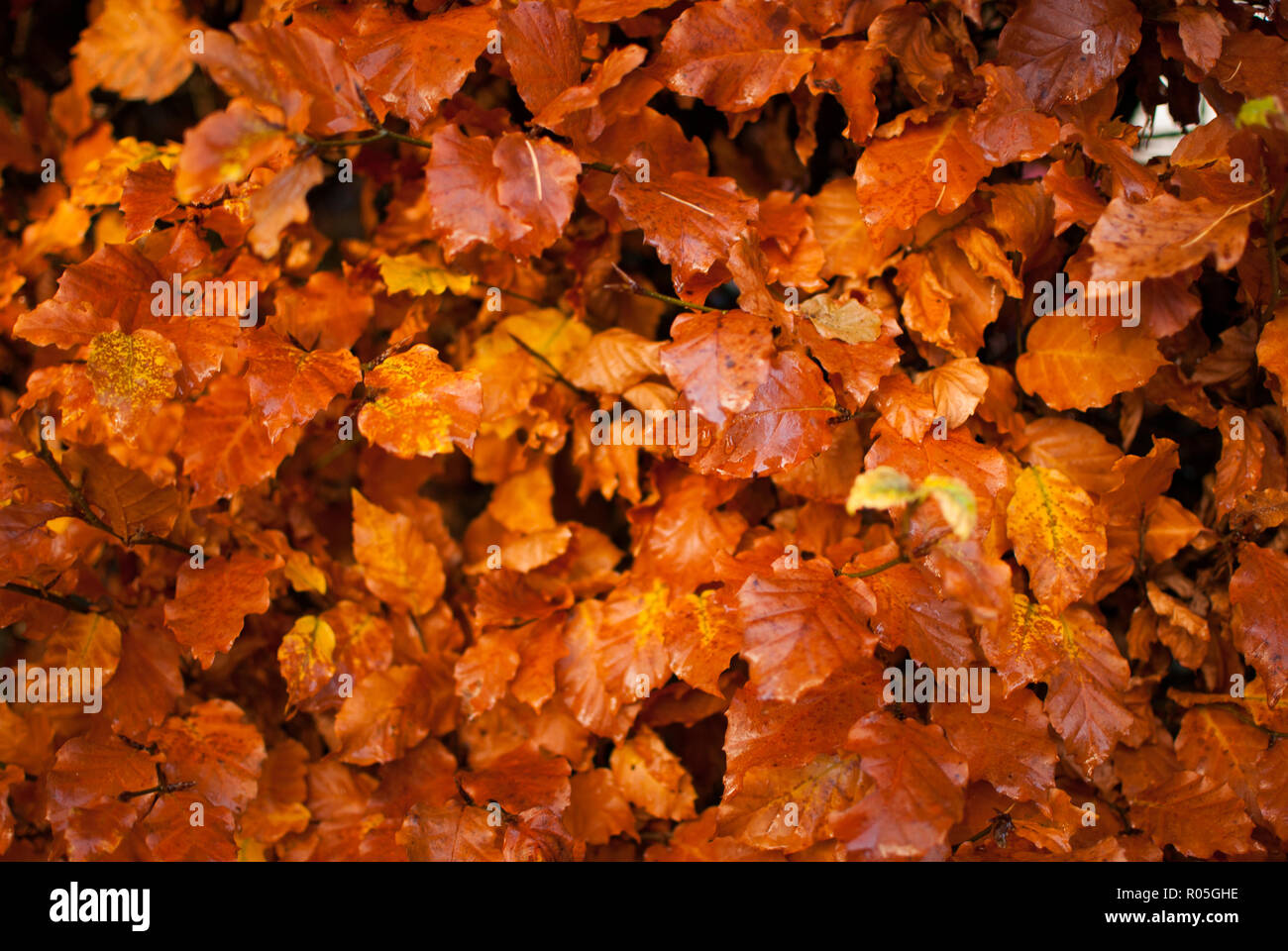 Close-up d'un arbre coloré en automne Banque D'Images
