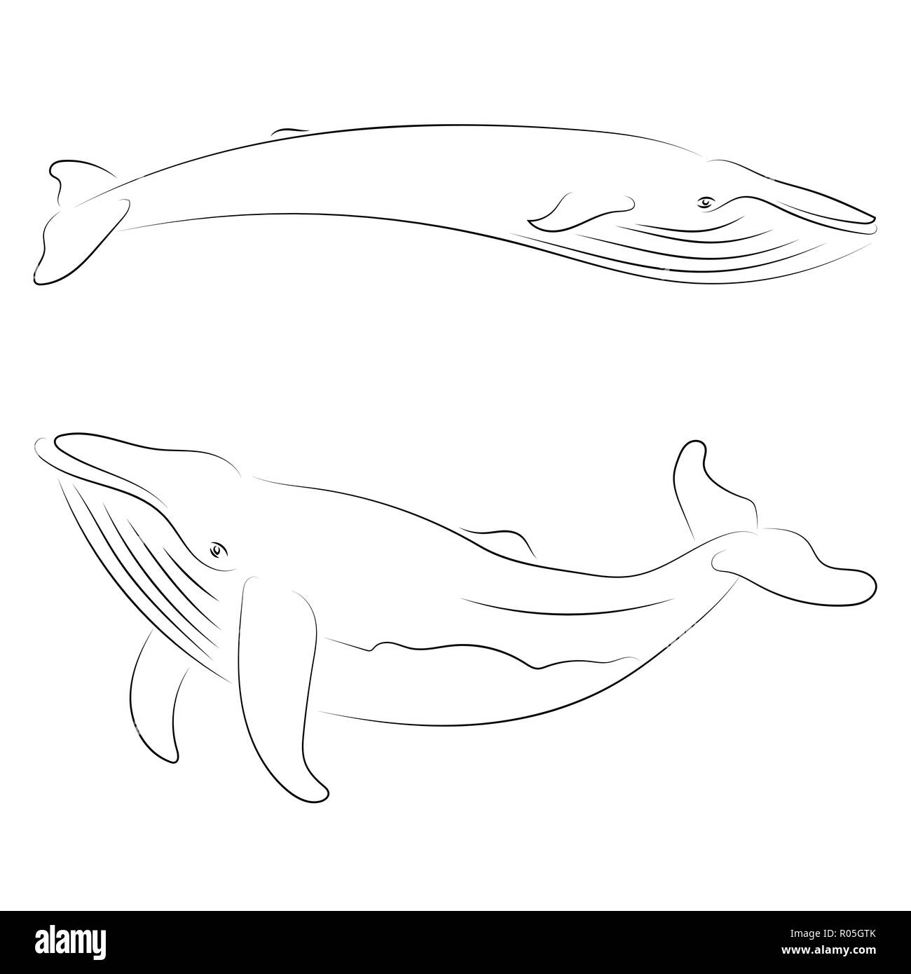 La Ligne Noire Sur Fond Blanc De Baleine Dessin A La Main Graphique Style Croquis Animal Image Vectorielle Stock Alamy