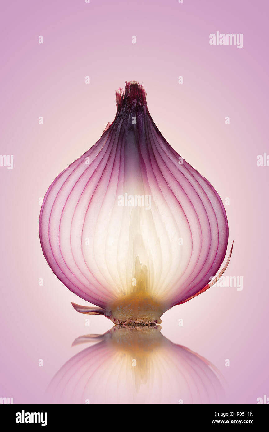 Fine Art droit de couches translucides dans un oignon rouge sur fond violet rose réfléchissant Banque D'Images