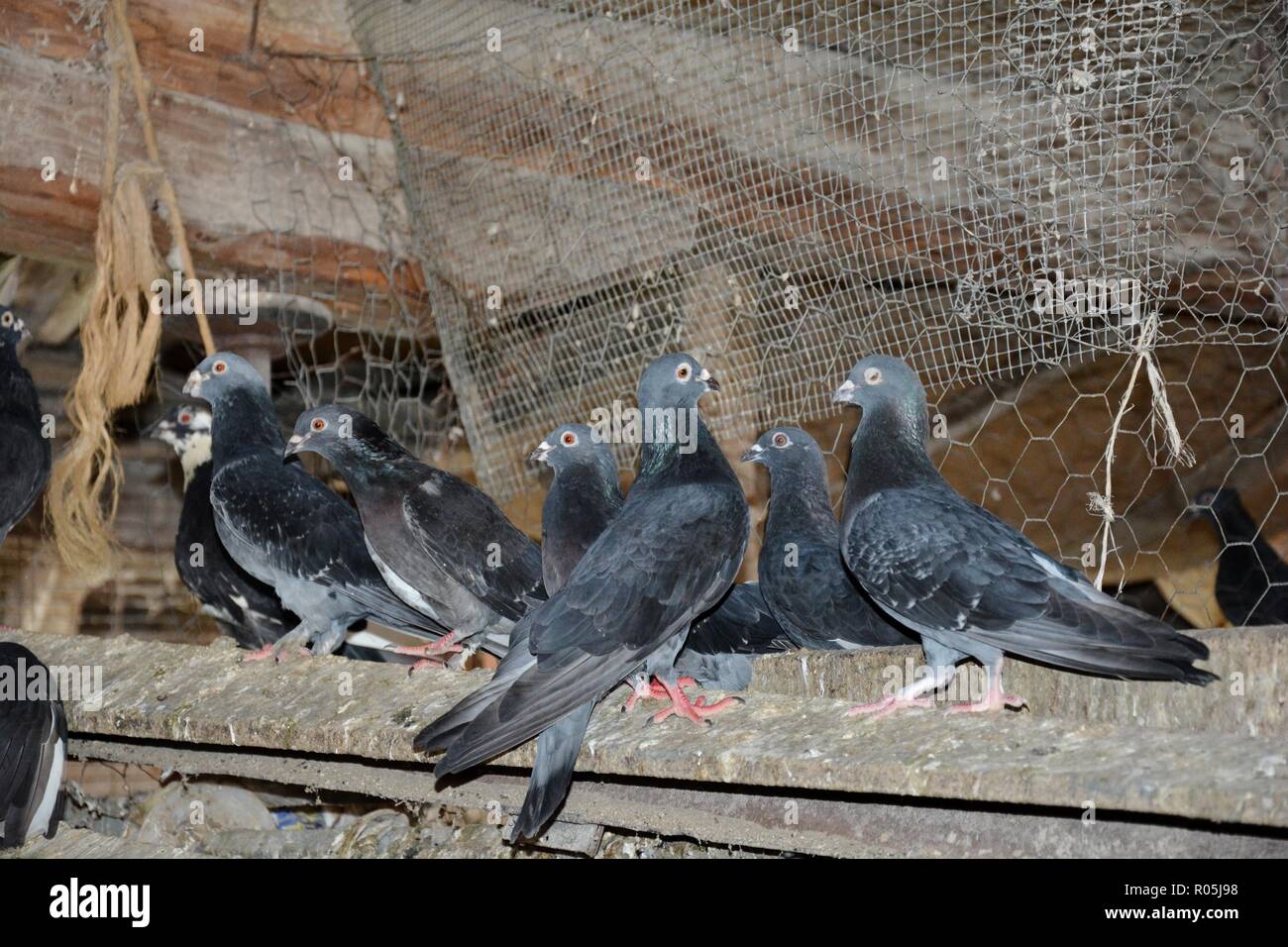 Pigeons dans la maison Banque de photographies et d’images à haute résolution Alamy