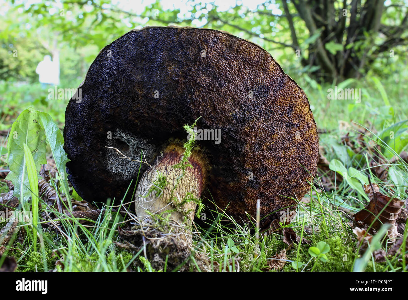 Lurid bolet, Suillellus Luridus syn. Boletus Luridus, Bavaria, Germany, Europe Banque D'Images