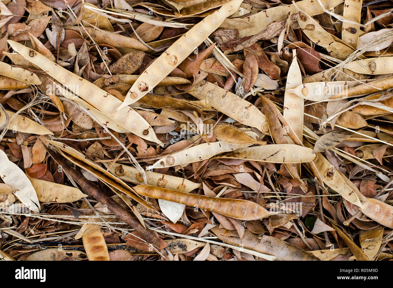Des feuilles sèches et des semences sur le terrain Banque D'Images