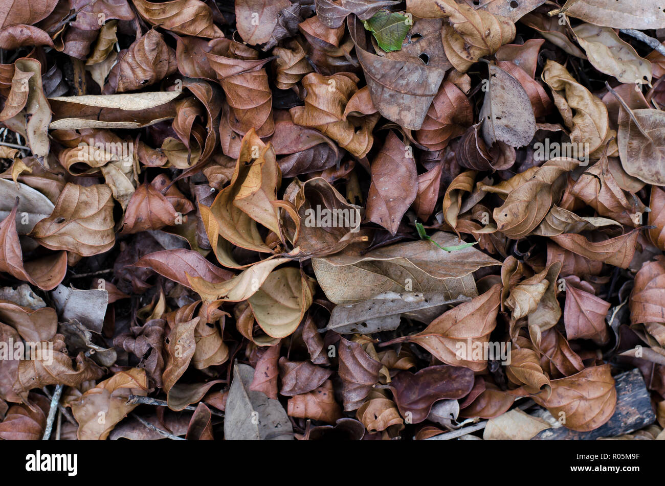 Des feuilles sèches sur le sol Banque D'Images