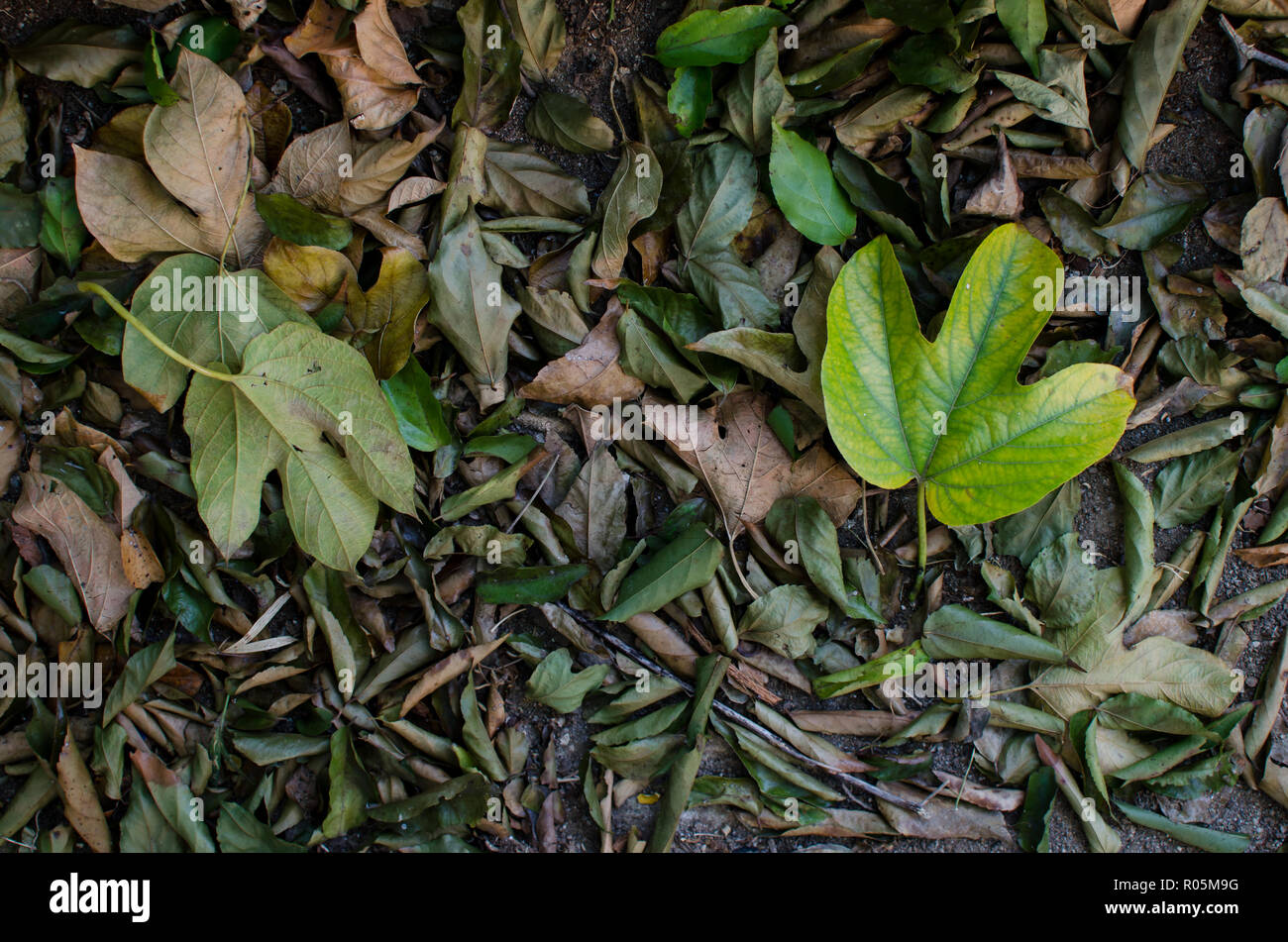 Des feuilles sèches sur le sol Banque D'Images