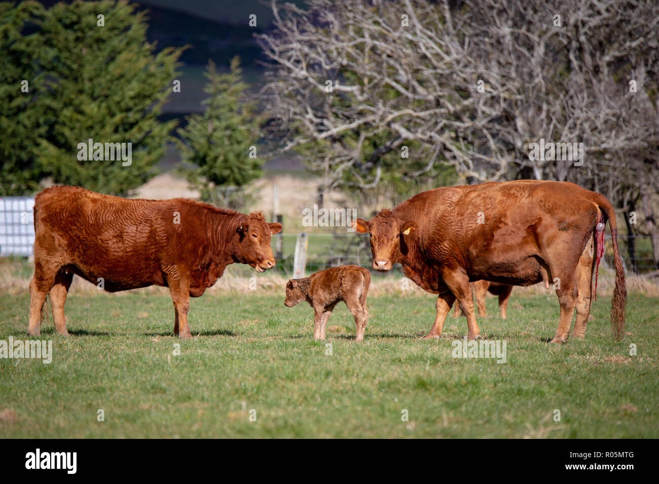 Un Devon rouge vache donne naissance à un veau dans un champ alors qu'une autre vache regarde sur Banque D'Images
