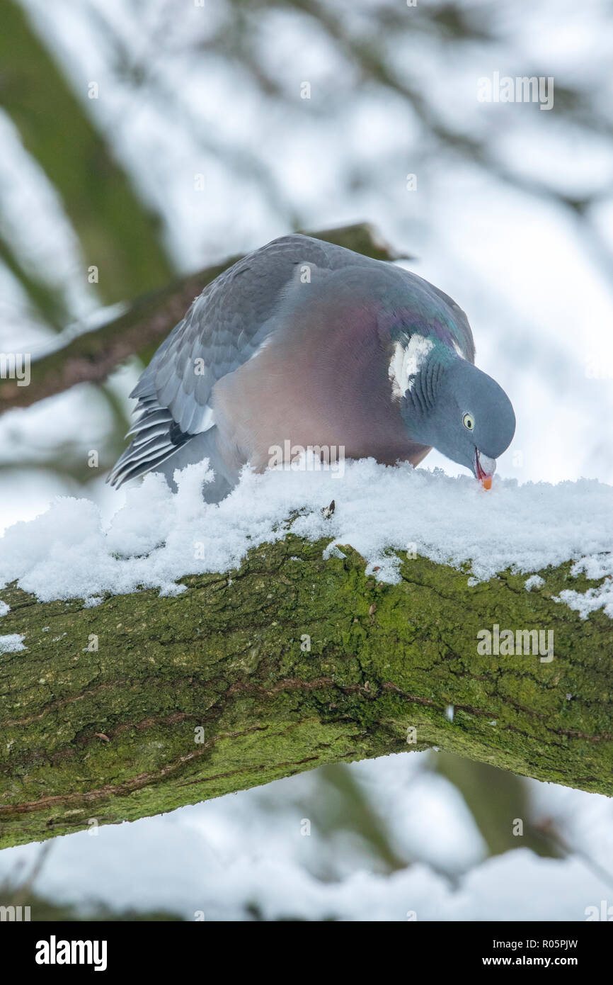 Bois commun pigeon (Columba palumbus), manger de la neige de branche d'arbre en hiver, West Midlands, Mars Banque D'Images