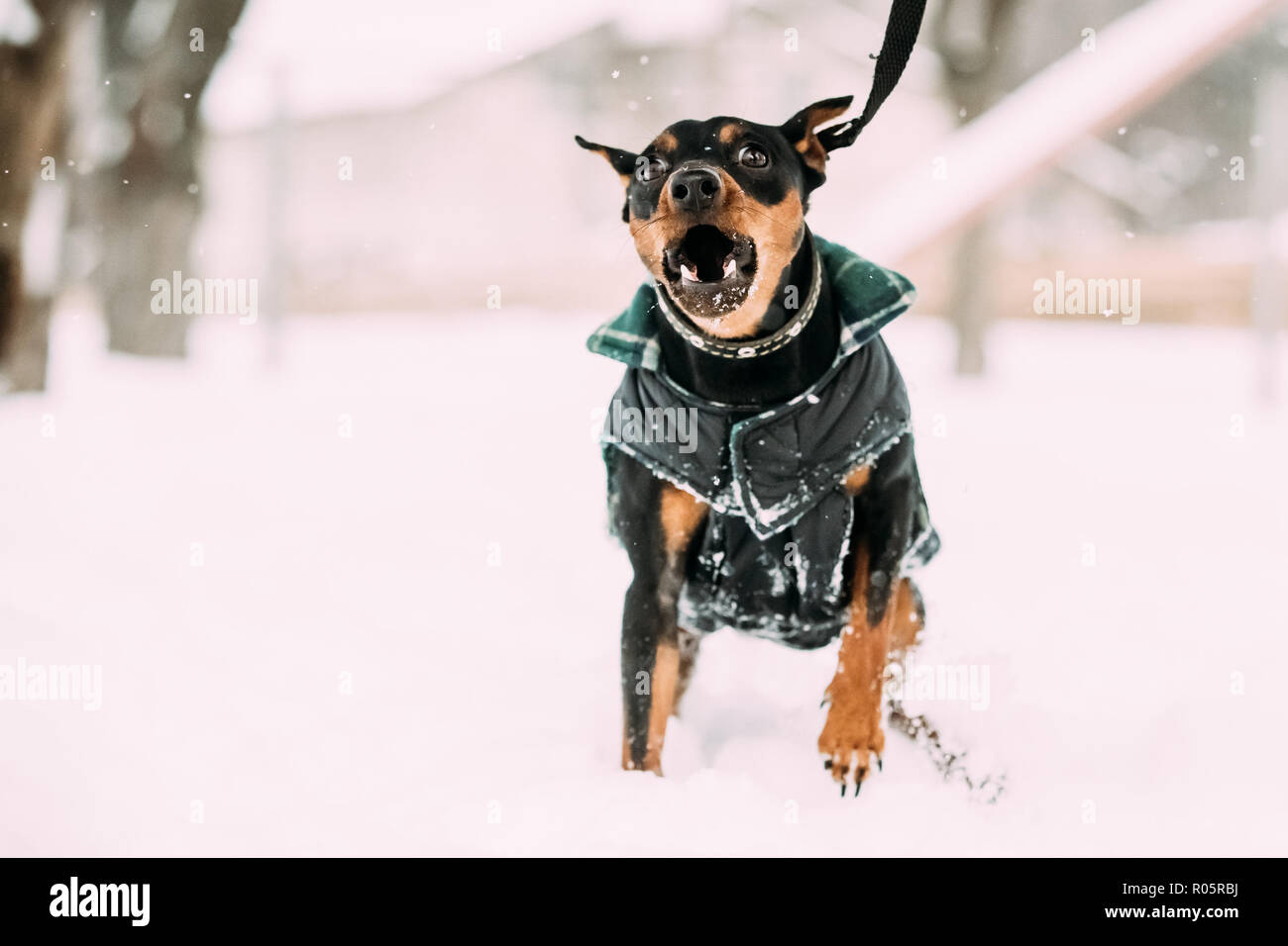 Pinscher Nain Noir Drole Zwergpinscher Min Broche Chien Jouant En Plein Air Et Dans La Neige Hiver Photo Stock Alamy