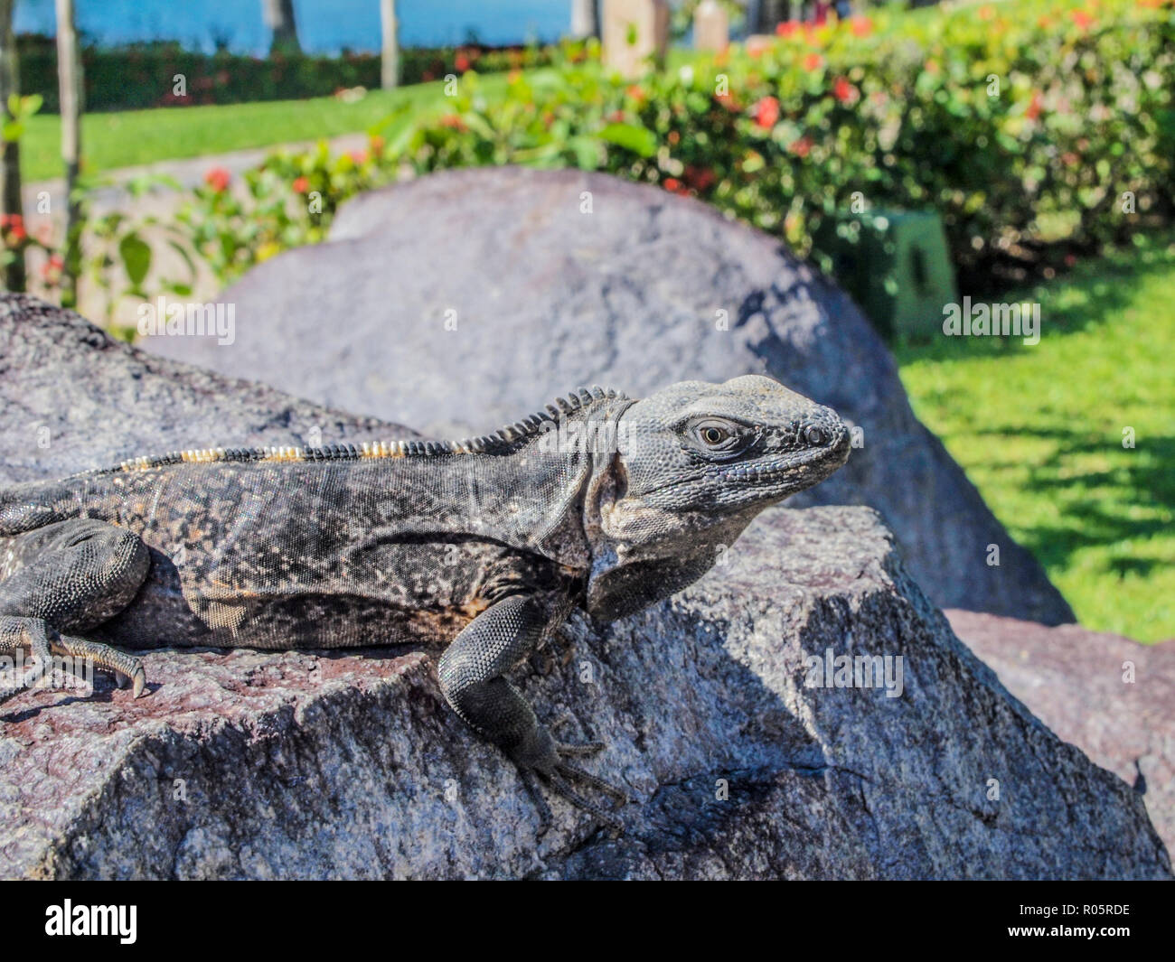 Belle iguana profiter du soleil sur une pierre avec un fond vert Banque D'Images