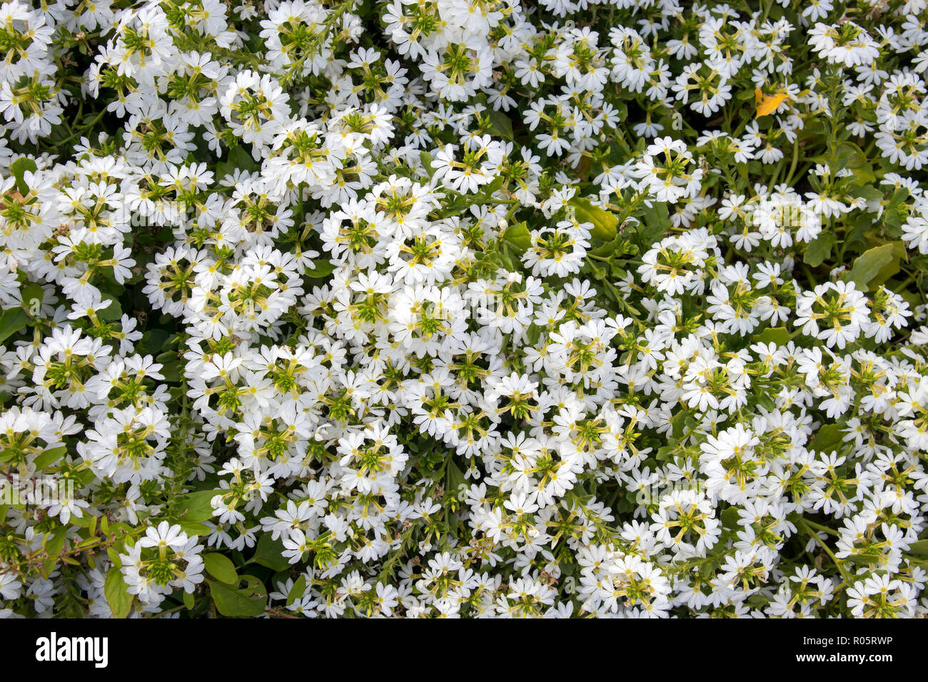 Iberis Gibraltarica plante vivace de rocaille. Iberis arbuste à fleurs  blanches Photo Stock - Alamy
