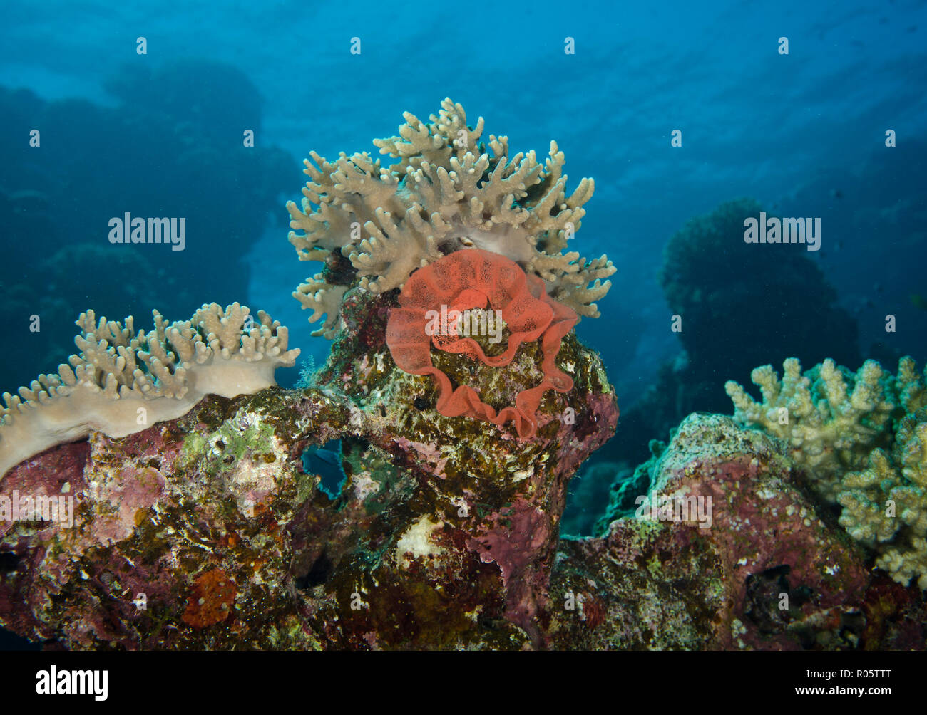 Ruban d'oeufs de danseuse espagnole, Hexabranchus sanguineus, sur les récifs coralliens, hamata, Egypte Banque D'Images