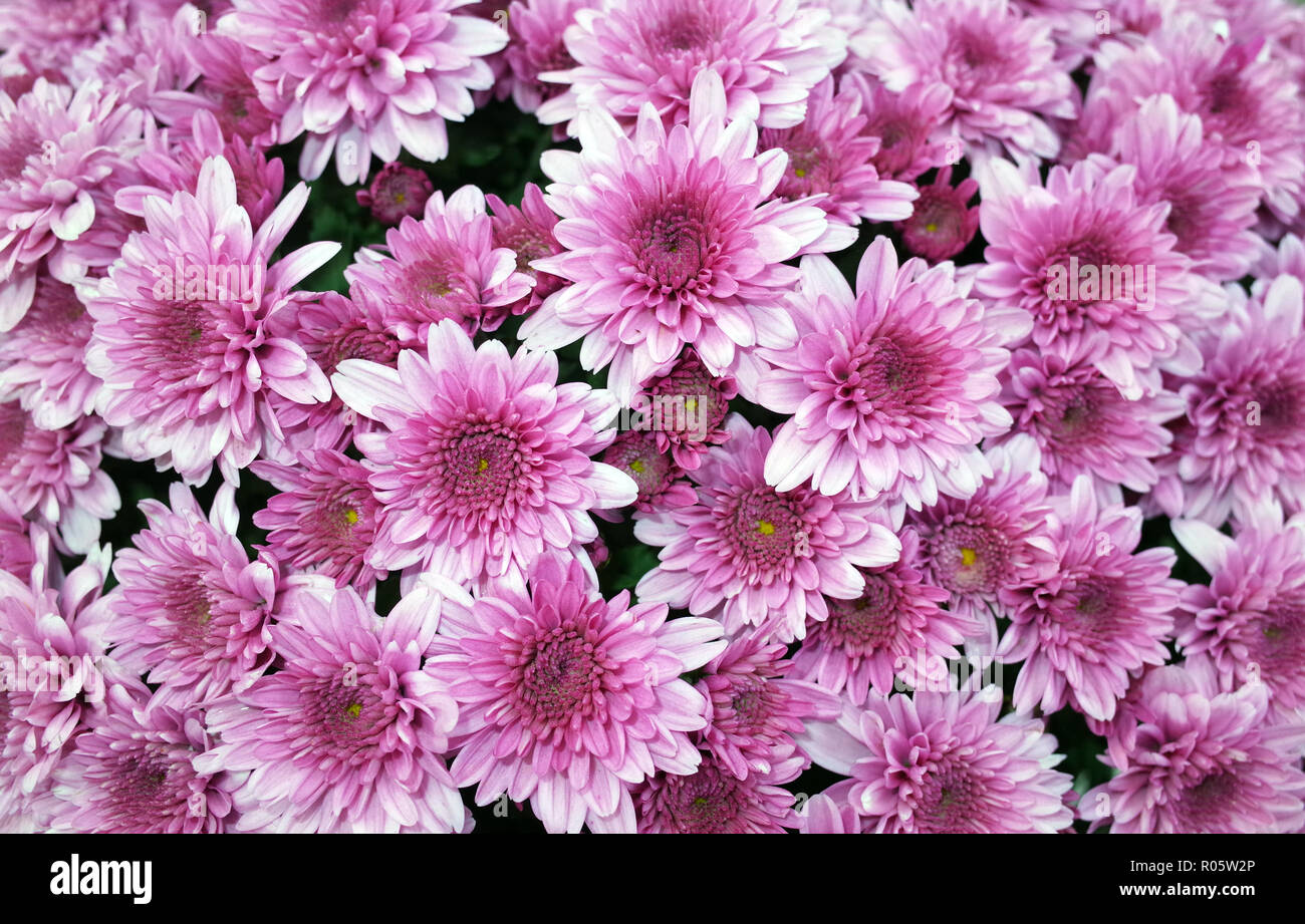 Daisy rose close-up Banque D'Images