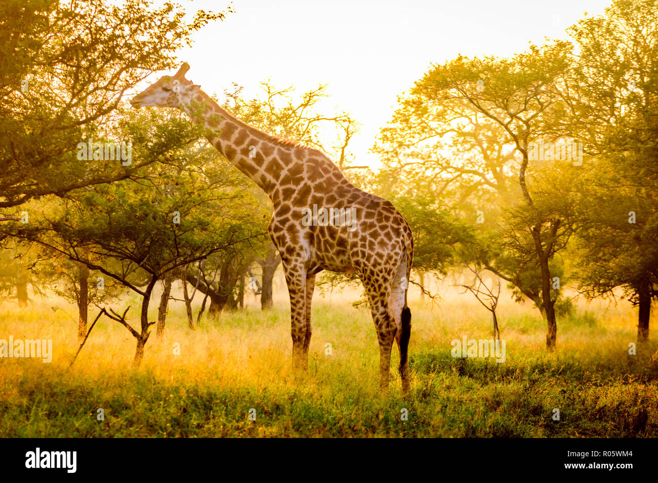 Girafe (Giraffa camelopardalis), Zululand, Afrique du Sud, l'Afrique Banque D'Images