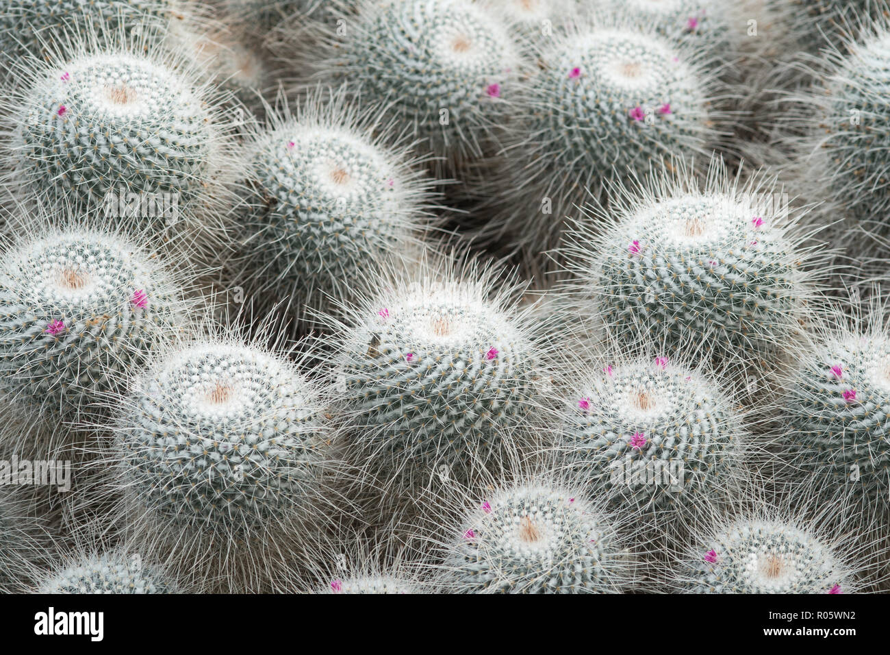 Mammillaria geminispina est une espèce de plantes de la famille des Cactaceae, originaire du Mexique central. Fleurs rose carmin sont supportés en été, un Banque D'Images