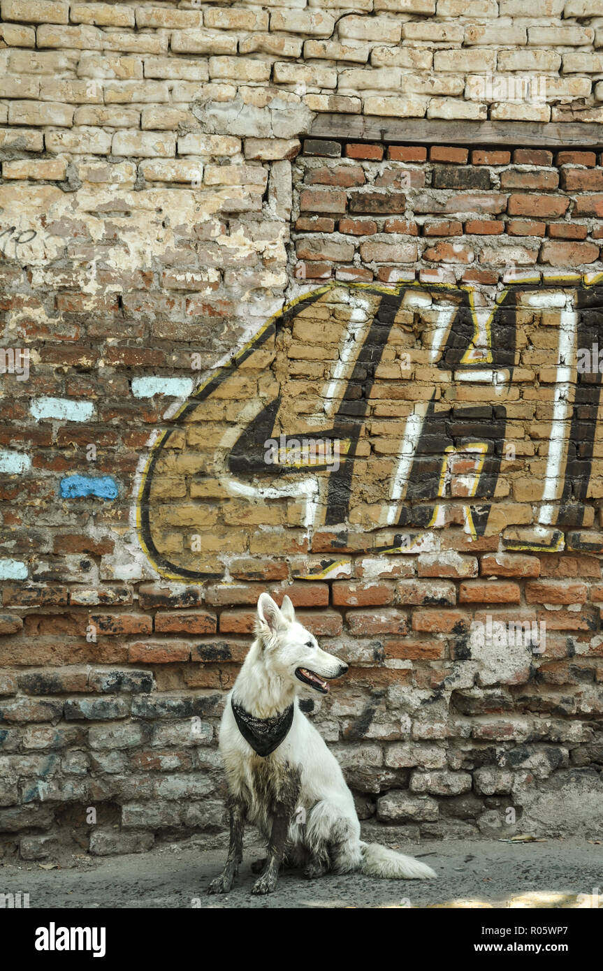 07/07/2018, Culiacan, Sinaloa, Mexique : un chien avec un bandana est assis en face d'un mur en ruine Banque D'Images