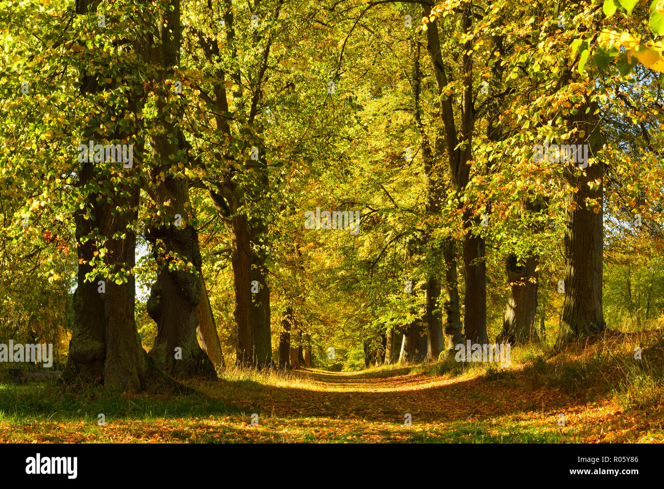 Linden-Allee en automne, Parc du Château Wilhelmsthal, parc paysage, Hesse du Nord, près de Kassel, Hesse, Allemagne Banque D'Images