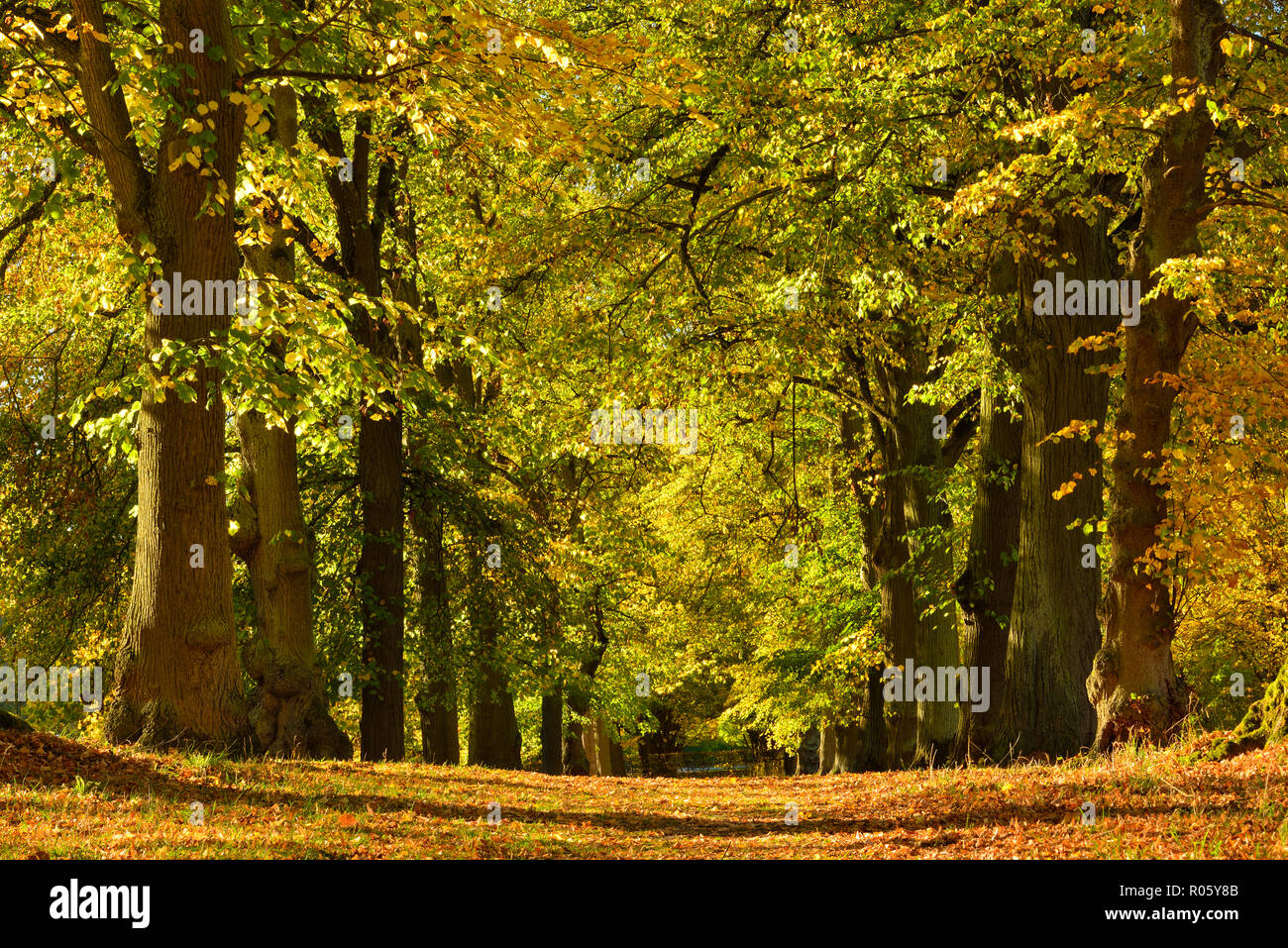 Linden-Allee en automne, Parc du Château Wilhelmsthal, parc paysage, Hesse du Nord, près de Kassel, Hesse, Allemagne Banque D'Images