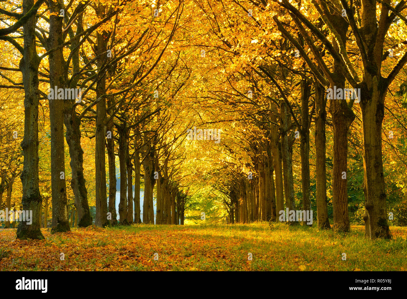 Linden-Allee en automne, Parc du Château Wilhelmsthal, parc paysage, Hesse du Nord, près de Kassel, Hesse, Allemagne Banque D'Images