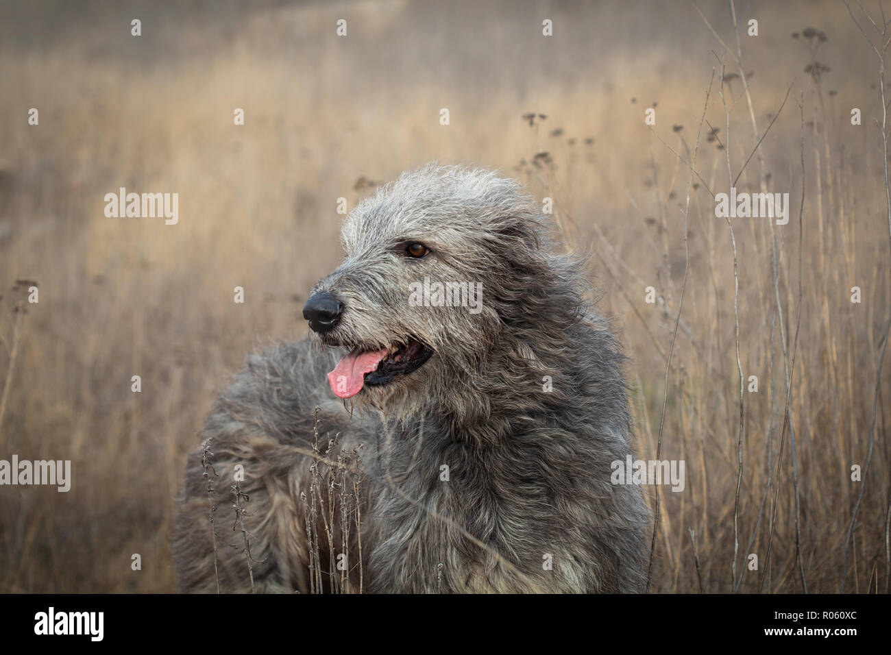 Irish Wolfhound gris sur une promenade dans le domaine de l'automne. Portrait d'un chien. L'extérieur de l'image au point sélective Banque D'Images