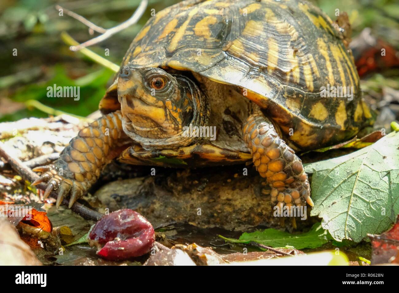 Libre d'une tortue tabatière fêtes sur un raisin muskadine sur le sol de la forêt à l'usine de Yates County Park à Raleigh en Caroline du Nord. Cette espèce est Banque D'Images