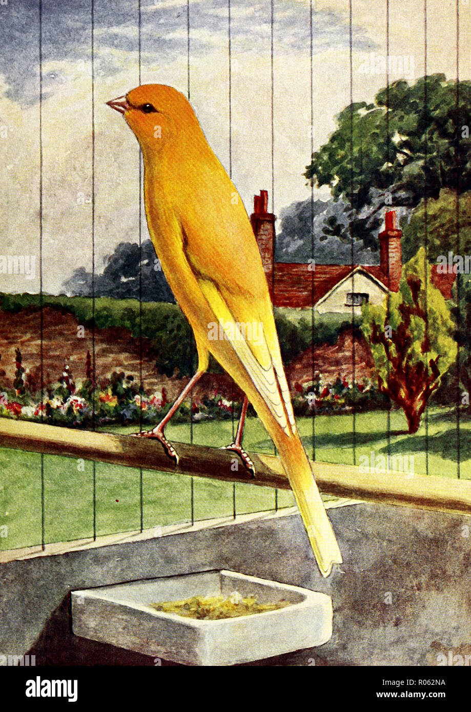 Buff clair Yorkshire Canary Banque D'Images