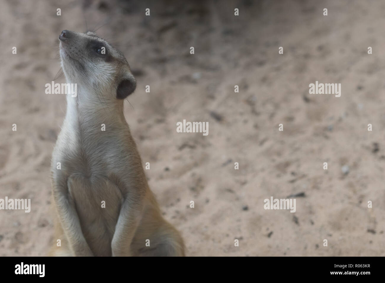 Close up of Cute cat dans un zoo avec fond de sable Banque D'Images