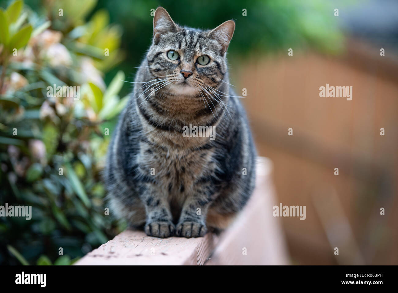 Chat Gris A Rayures Banque D Image Et Photos Alamy