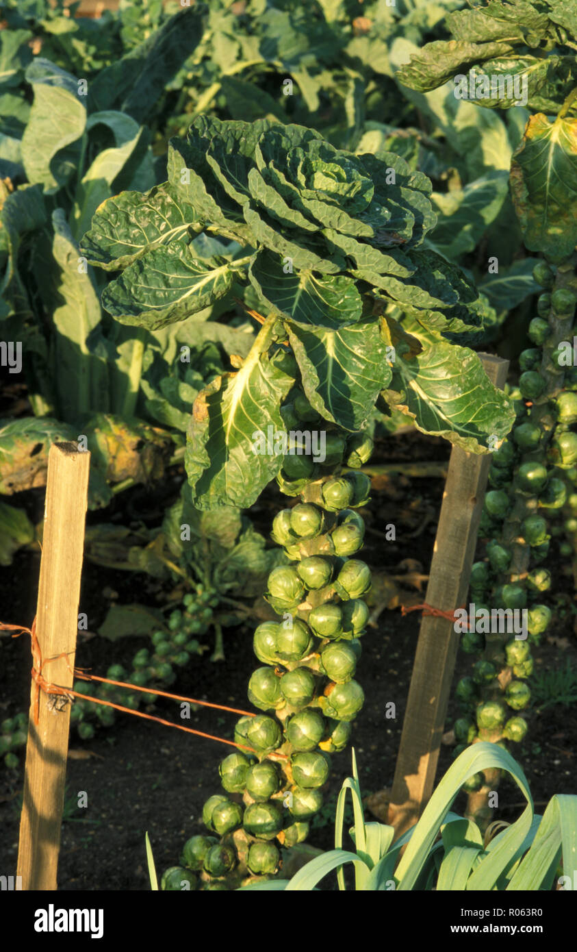 De plus en plus chou de Bruxelles (Brassica oleracea) Banque D'Images