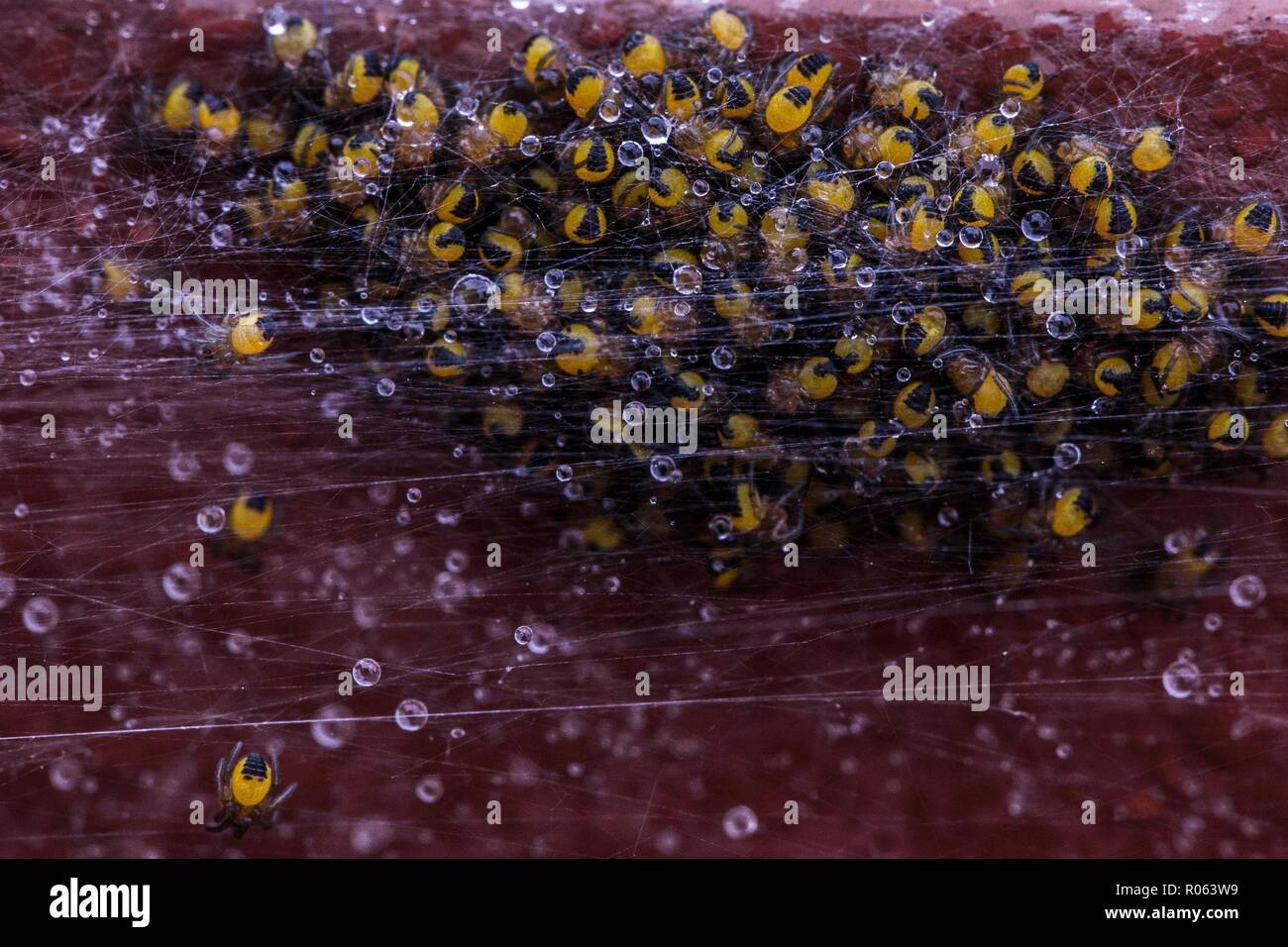Essaim D Araignees Bebe Dans Un Nid Les Gouttelettes D Eau Refletant Le Soleil Colle Sur L Araignee Macro Close Up Shot Photo Stock Alamy