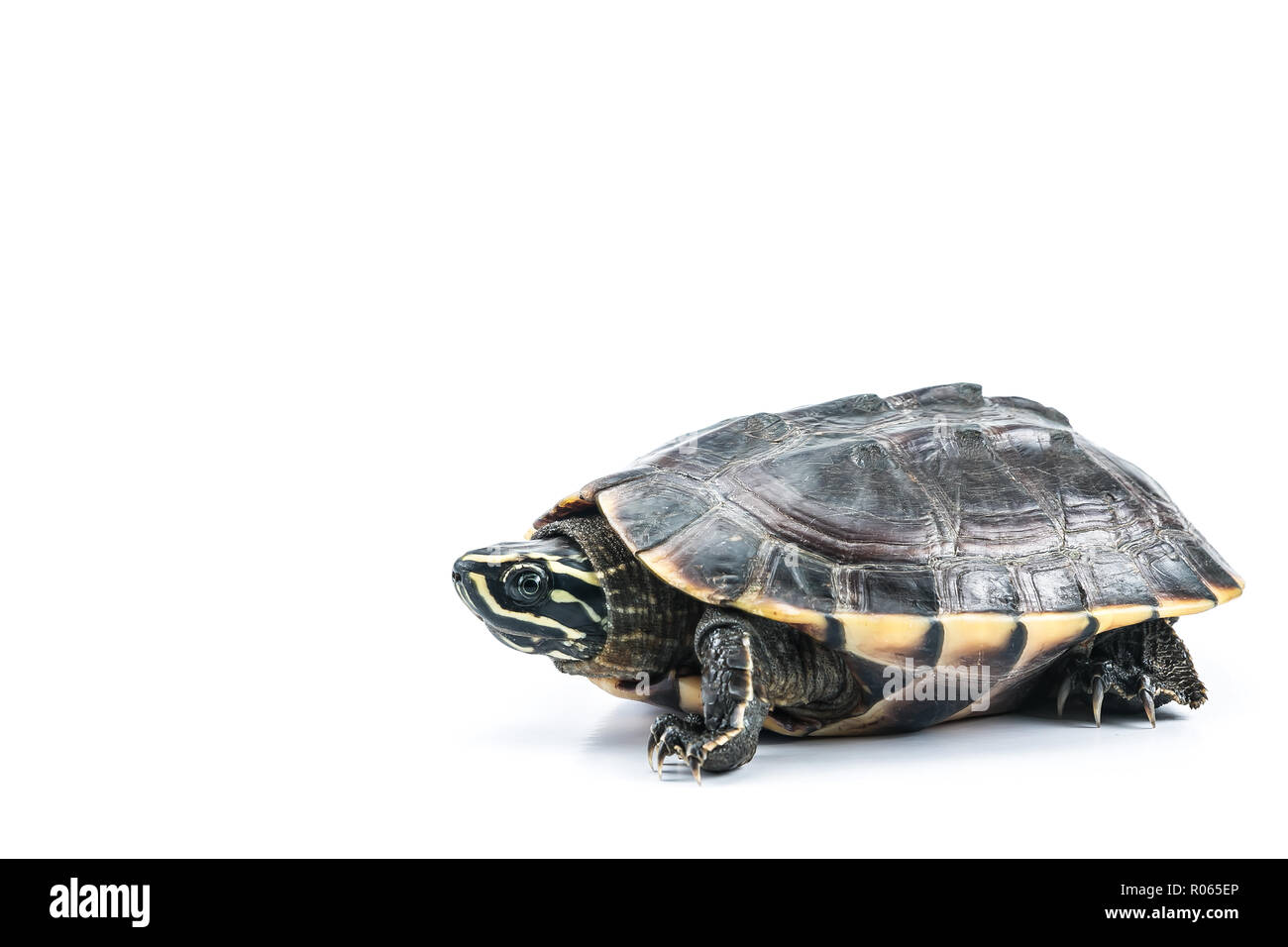 Une photo de tortue sur isoler fond blanc Banque D'Images