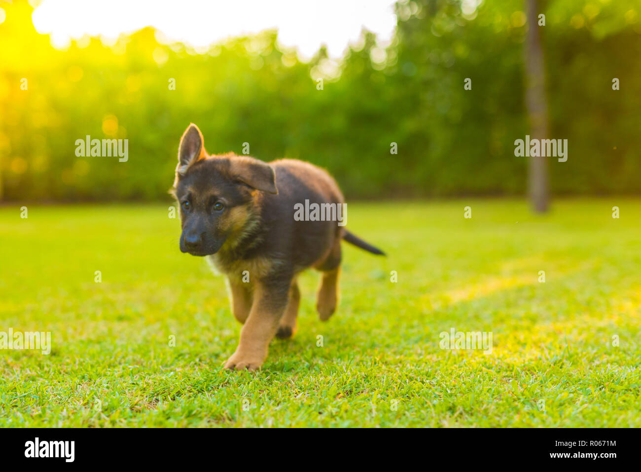 Chiot berger allemand exécuté sur la pelouse, jardin parc historique. Cute puppy playing outdoors Banque D'Images
