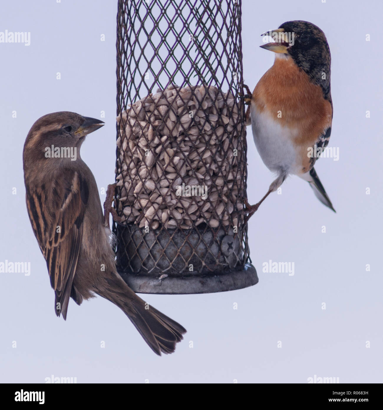 Un pinson mâle et une femelle Moineau domestique alimentation dans des conditions de gel dans un jardin de Norfolk Banque D'Images