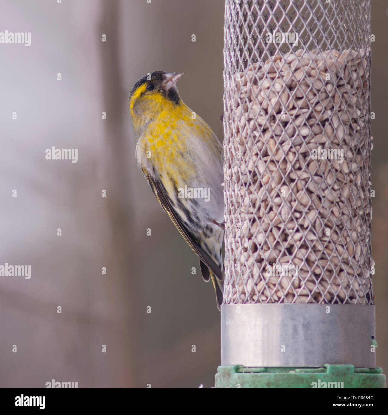 Un Tarin des pins (Carduelis spinus eurasienne) mâle adulte se nourrir dans des conditions de gel dans un jardin de Norfolk Banque D'Images