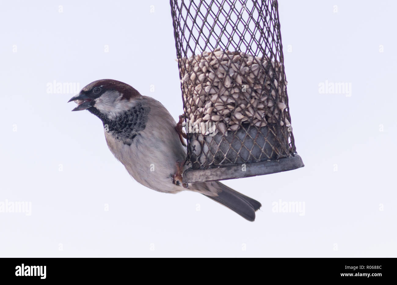 Un oiseau close up portrait of a male moineau domestique (Passer domesticus) dans un jardin Banque D'Images