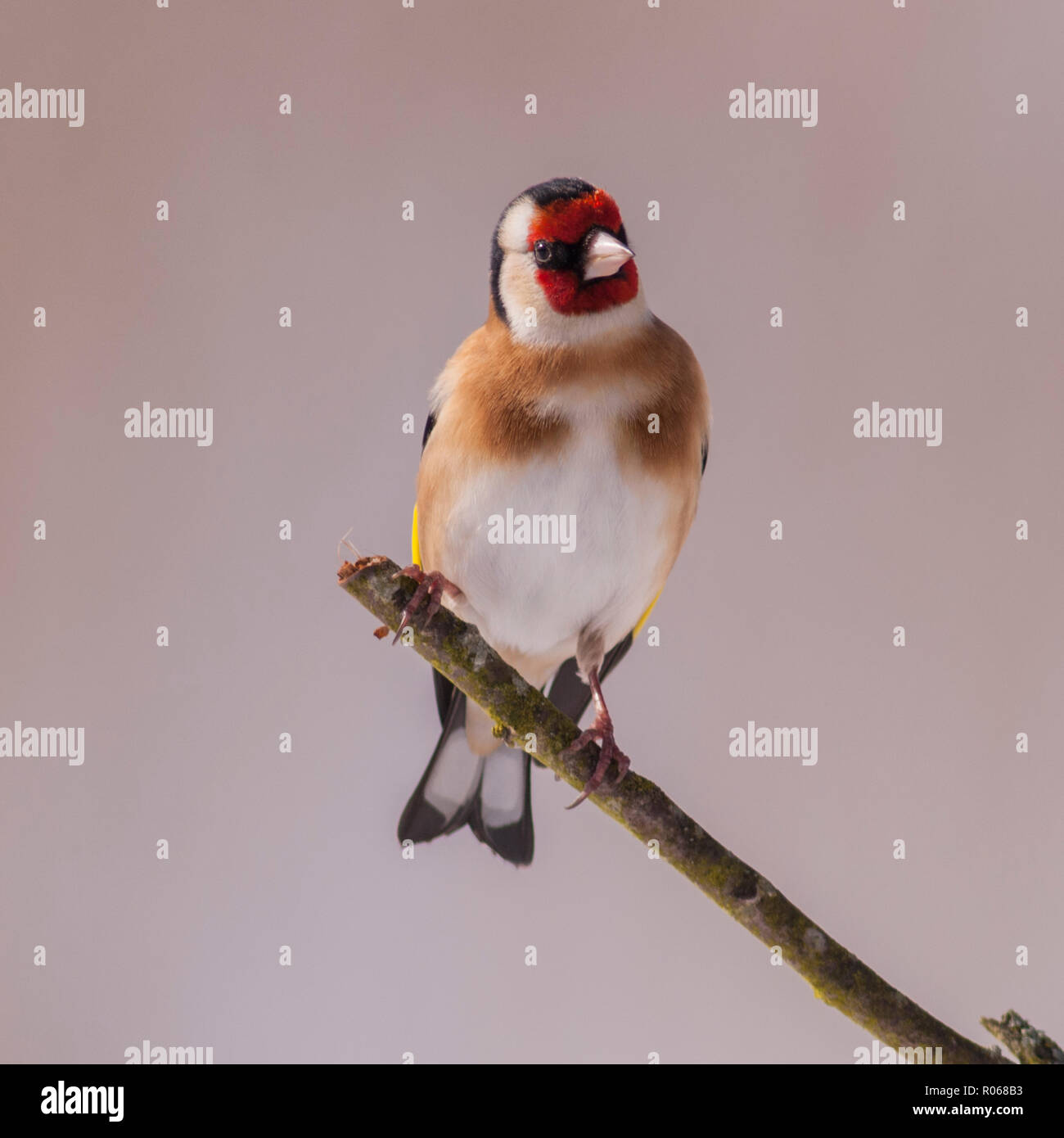 Un Chardonneret jaune (Carduelis carduelis) dans des conditions de gel dans un jardin de Norfolk Banque D'Images