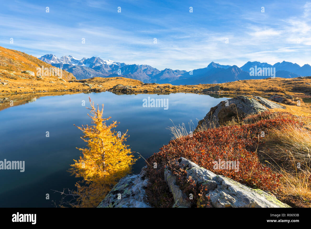 Groupe de la Bernina et Pizzo Scalino vu de Lago Arcoglio entouré de mélèzes, jaune, la Valtellina Valmalenco, Lombardie, Italie, Europe Banque D'Images