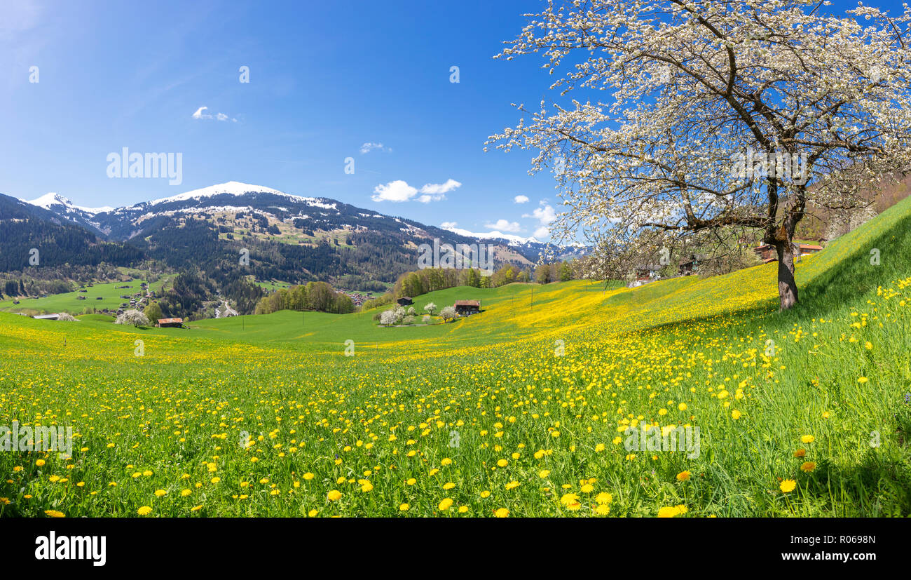 Vue panoramique de verts pâturages et de fleurs sauvages au printemps, Luzein, Prattigau-Davos région, Canton des Grisons, Suisse, Europe Banque D'Images