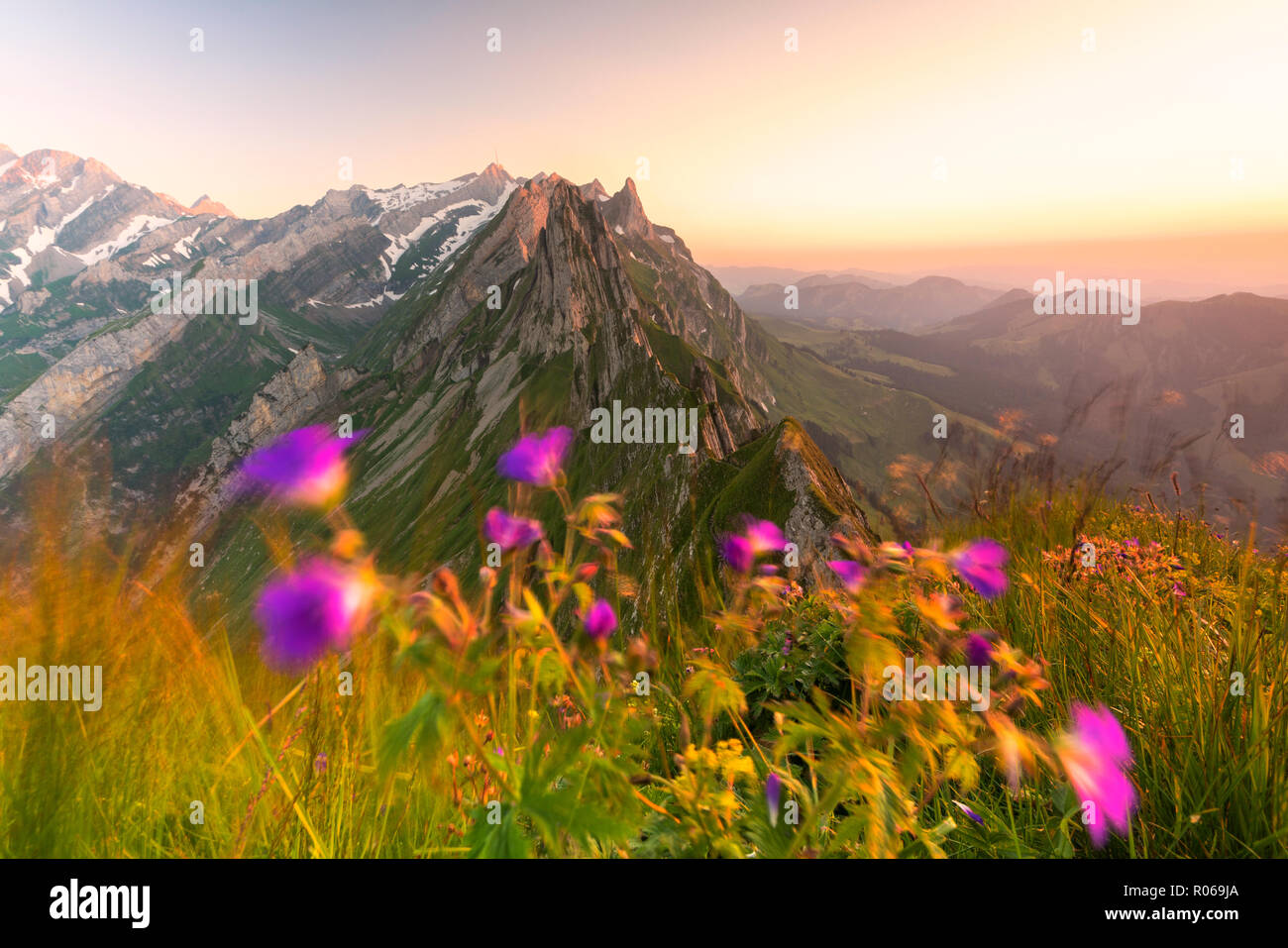 Fleurs sauvages sur le haut de la crête rocheuse avec Schafler Santis en arrière-plan, Appenzell Rhodes-Intérieures, Suisse, Europe Banque D'Images