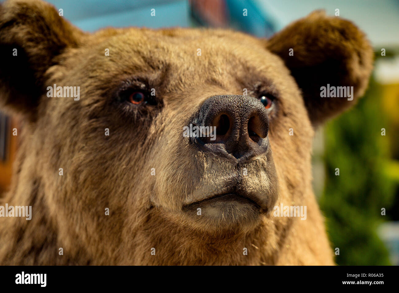 Chef d'une grosse peluche Ours brun comme des animaux sauvages Banque D'Images